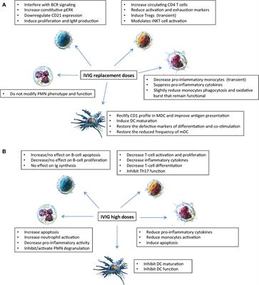 Modulatory Effects of Antibody Replacement Therapy to Innate and Adaptive Immune Cells